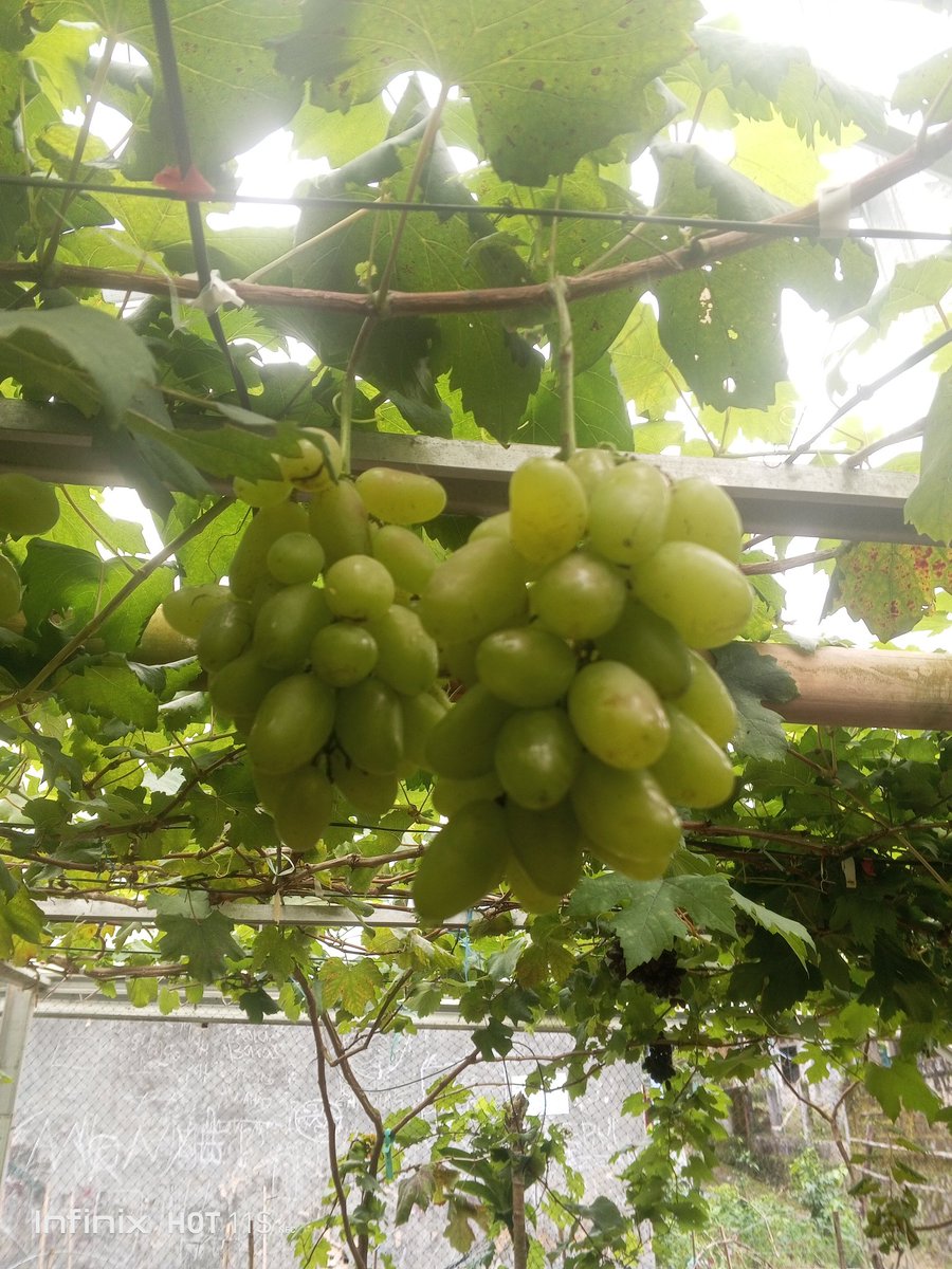 AlfarouqYusuf's tweet photo. Jum'at berkah....
Pengiriman bibit anggur COD-an, Alhamdulillah..... 🍇🍇🛫🛫
#anggur #anggurdixon #anggurgosv https://t.co/hCTkWv3jc7
