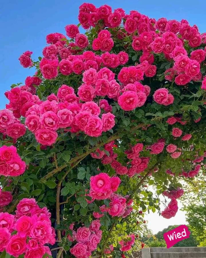 Live like a beautiful rose when you see it smells good, it can protect you because of its thorns.😘😘 🌸🌸 Happy Friday 🌸🌸😍