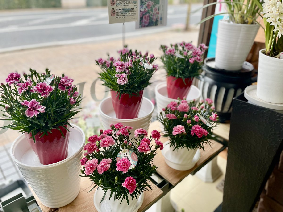 hanaclub123's tweet photo. 【応援花🌸入荷いたしました】
友達、親、受験生、元気になってほしい人、、、大切な人に応援の気持ちを込めた贈り物を✨厳寒の中、冷暖房を使わず自然に近い状態で栽培した、強く丈夫なカーネーションです❄️
今年は新色のピンクも入荷です！数量��定！#応援花 https://t.co/zQ1xDdAFbA