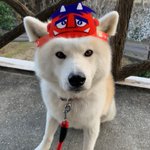 ツイートに含まれる画像