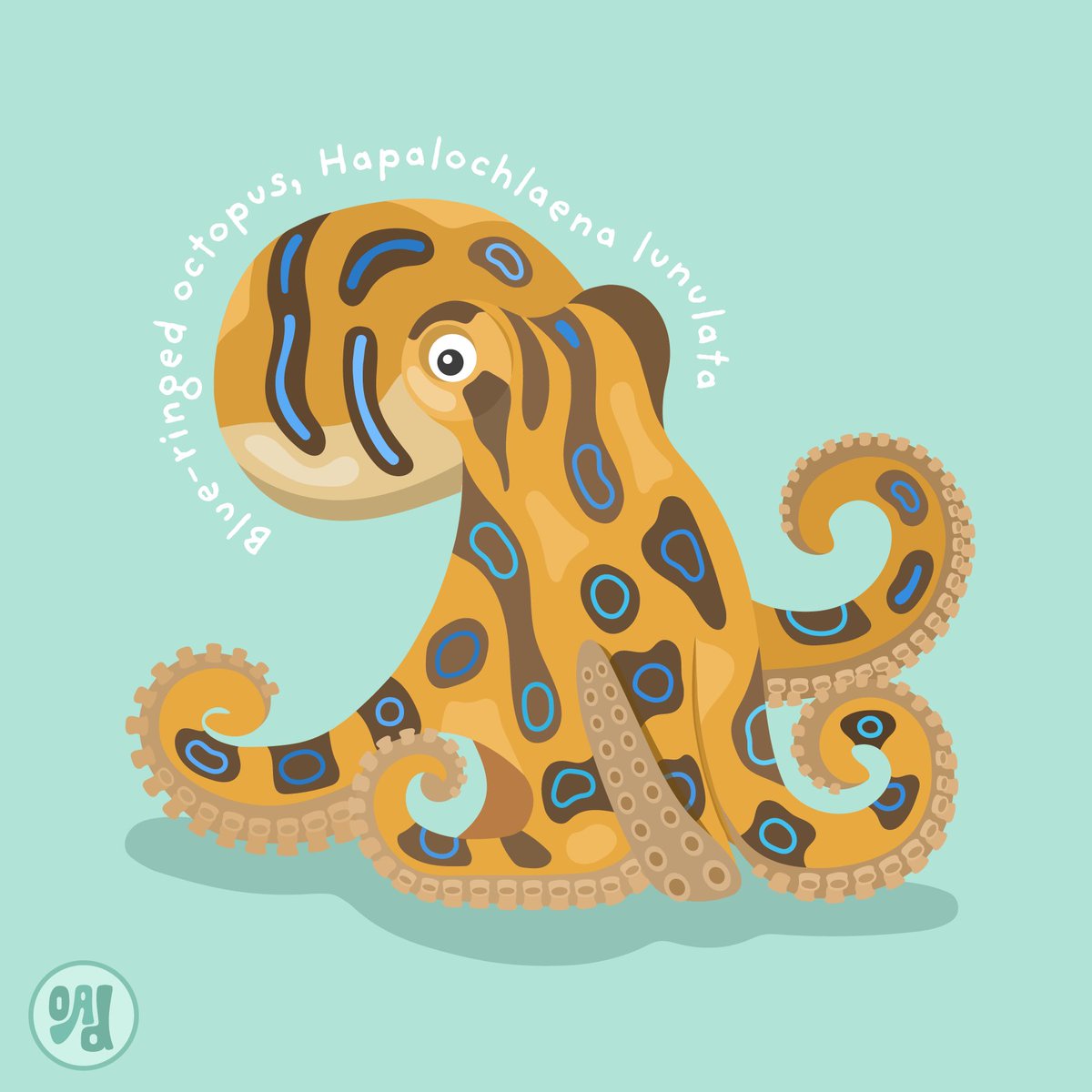 olivia_scicomm's tweet photo. The blue-ringed octopus - a small but deadly cephalopod found in tidal regions from Australia to Japan. The venom carried by a single individual can kill 26 adults, within just a few minutes! It is best to keep your distance and enjoy their beauty from afar 🐙 #scicomm https://t.co/d7MNlOJ0pw