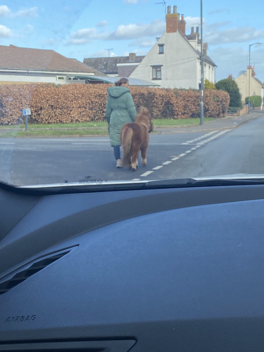 Lady in my village walking this massive dog this morning!