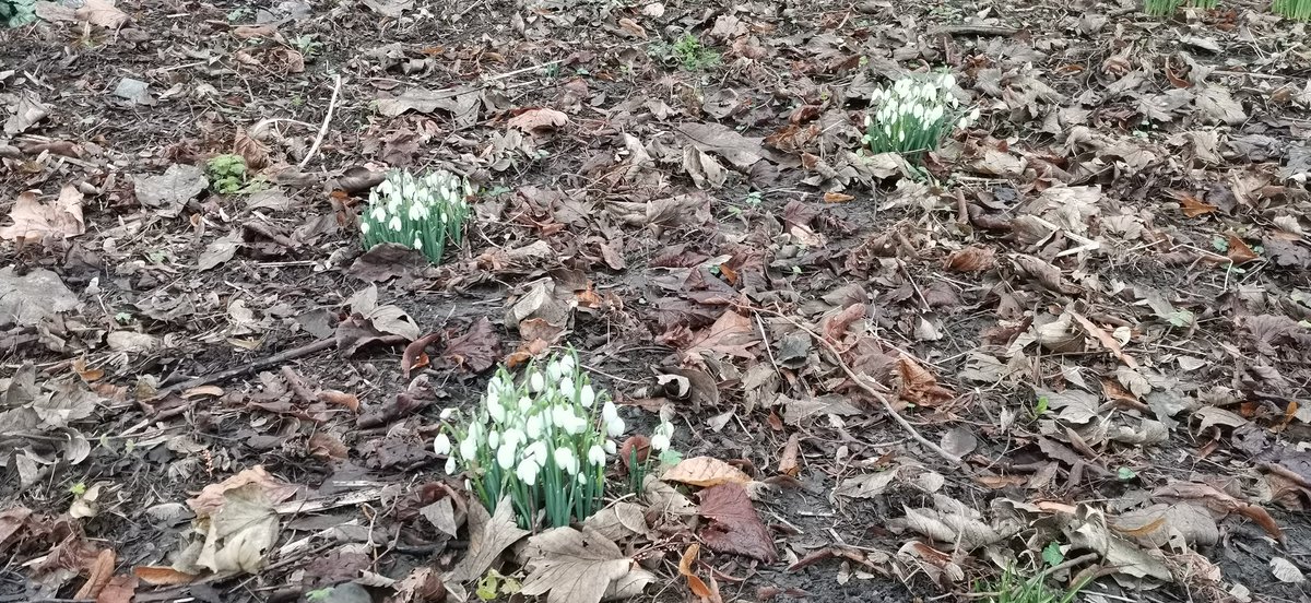 O lili wen fach, O ble ddaethost ti. First signs of spring  #ButePark #Cardiff