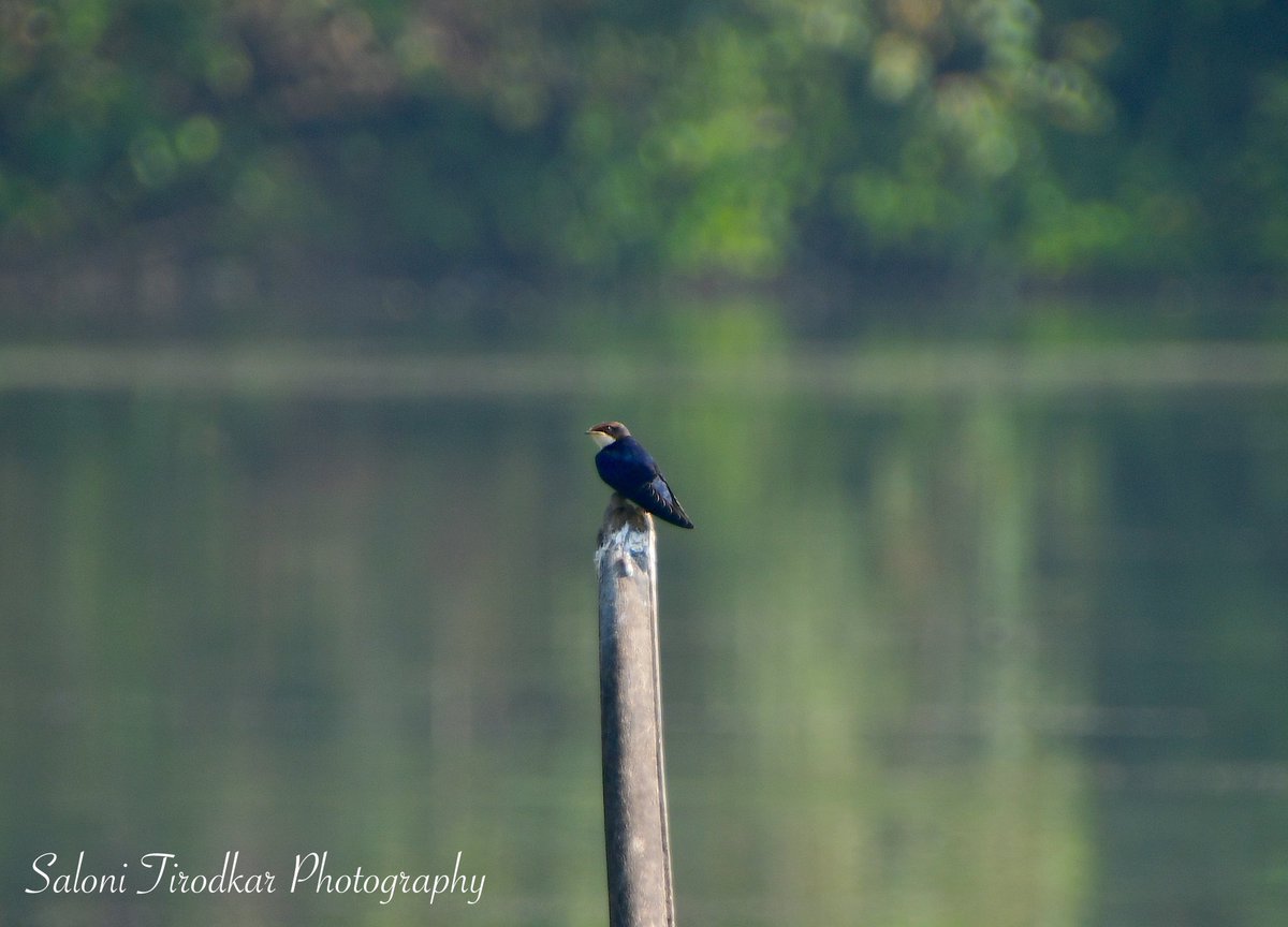 In shot: Wire-tailed Swallow / Hirundo smithii.
📷: @WildlifeSaloni 
📍: NRI Complex, Seawoods, Navi Mumbai.

#salonitirodkarphotography #birds #birds #birdsofinstagram #wiretailedswallow #swallowsofinstagram #birdsofindia #birdphotographersofindia #birdphotographers_of_india