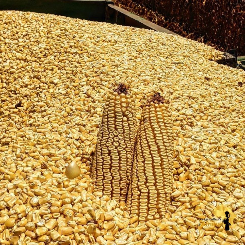 What is wrong with this maize ?