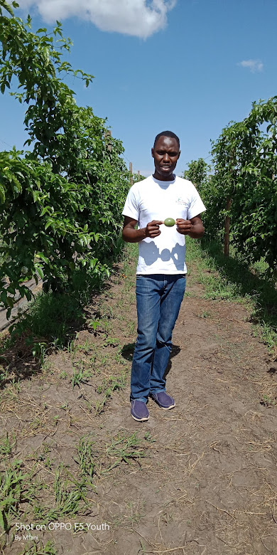 RichfarmK's tweet photo. Imagine picking money from your orchard every week... Sounds like a dream, too good to be true... But that is what some farmers who have discovered how to farm passion fruits for export are doing. https://t.co/TPfMsnXppq