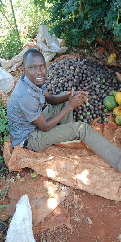 RichfarmK's tweet photo. Imagine picking money from your orchard every week... Sounds like a dream, too good to be true... But that is what some farmers who have discovered how to farm passion fruits for export are doing. https://t.co/TPfMsnXppq