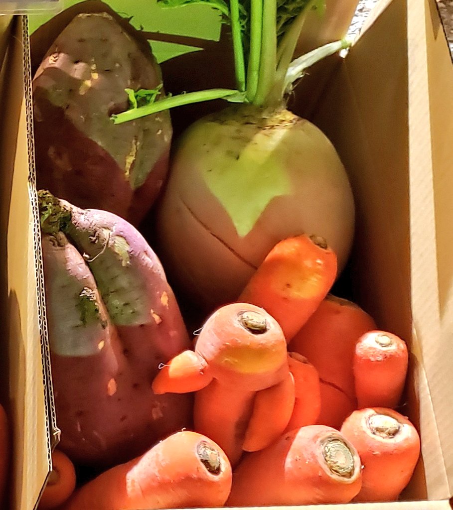 代わりと言ったらなんですが、近所の野菜(さつまいもと人参)をお渡ししました。規格外品だけれども味の遜色はありません。我が家でも料理します。これだけ大きいと大変ですが。SDGsという感じでしょうか。