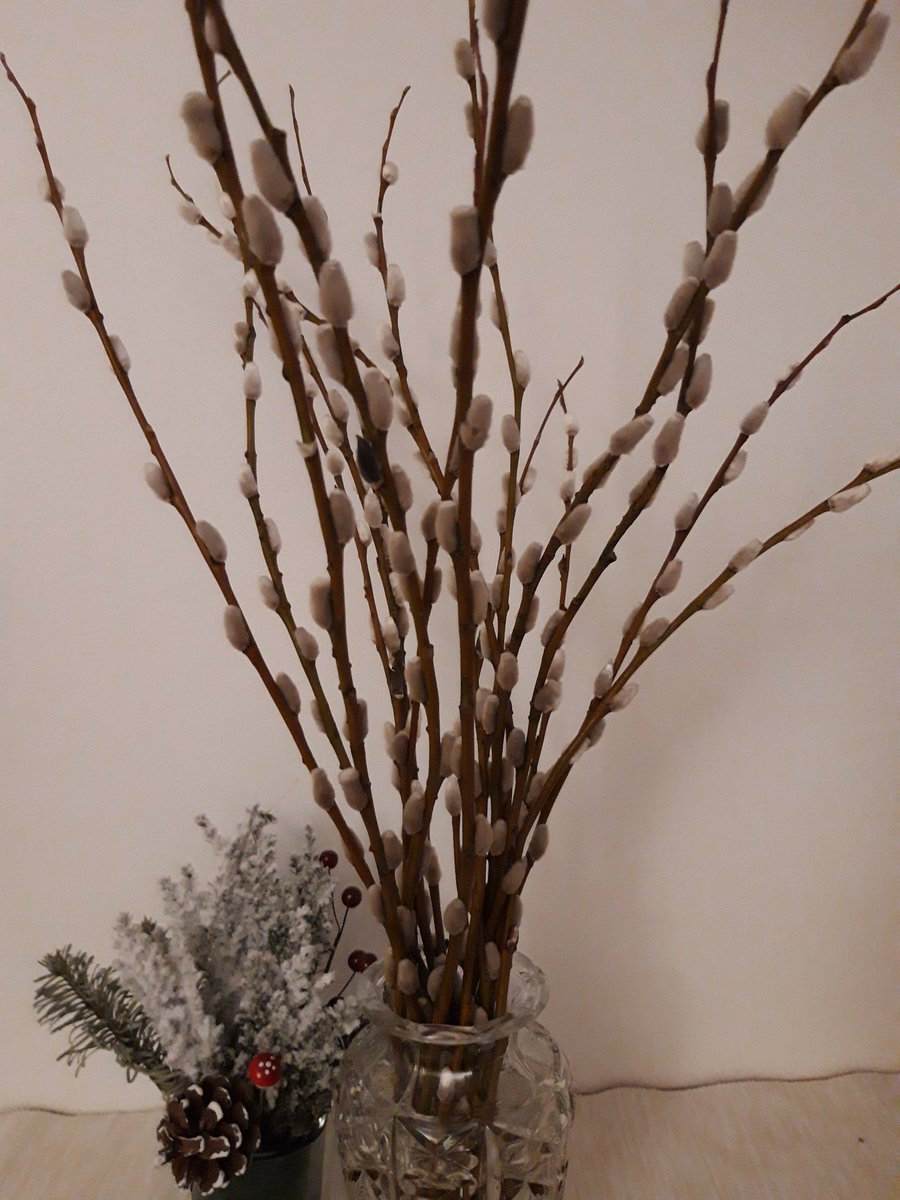 TKValko's tweet photo. @MaipuMaire @IrmeliKaija @TiinaAiraksinen @annelitiainen1 @AnnukkaMeronen @jniemi37 @JohannaKukka @JP_Latti @kallio2017 2.2. kukkia Ileltä😊 https://t.co/OI8KV8cd7q