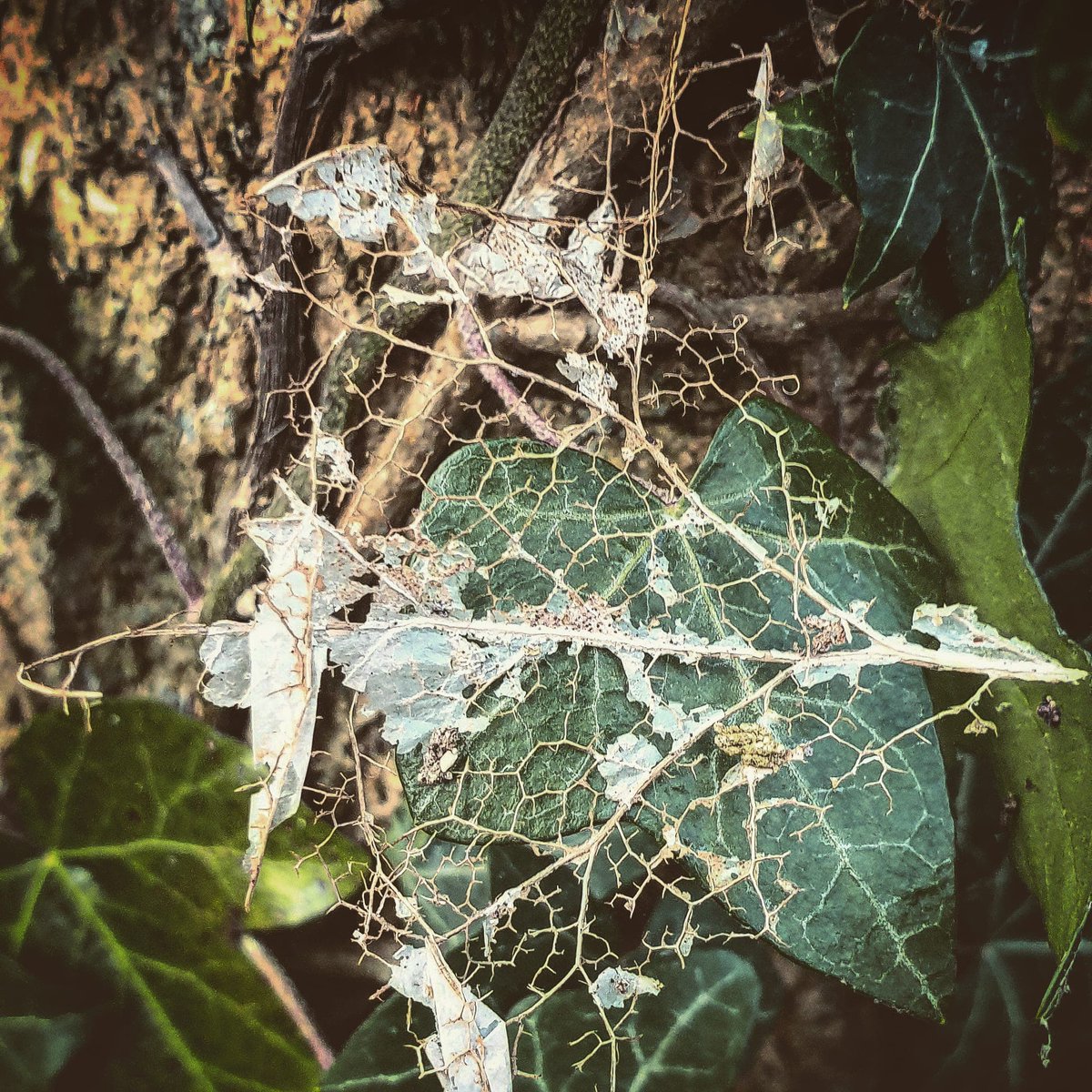 Skeleton leaf hangs, I have witnessed it decay, to reveal bones. #naturepoetry #nature #poetry #poetrycommunity  #naturephotography #poem #naturelovers #poetrylovers #naturepoem #poems #naturepoems  #poet #writingcommunity #photography #haiku  #haikupoem #haikupoetry #micropoetry