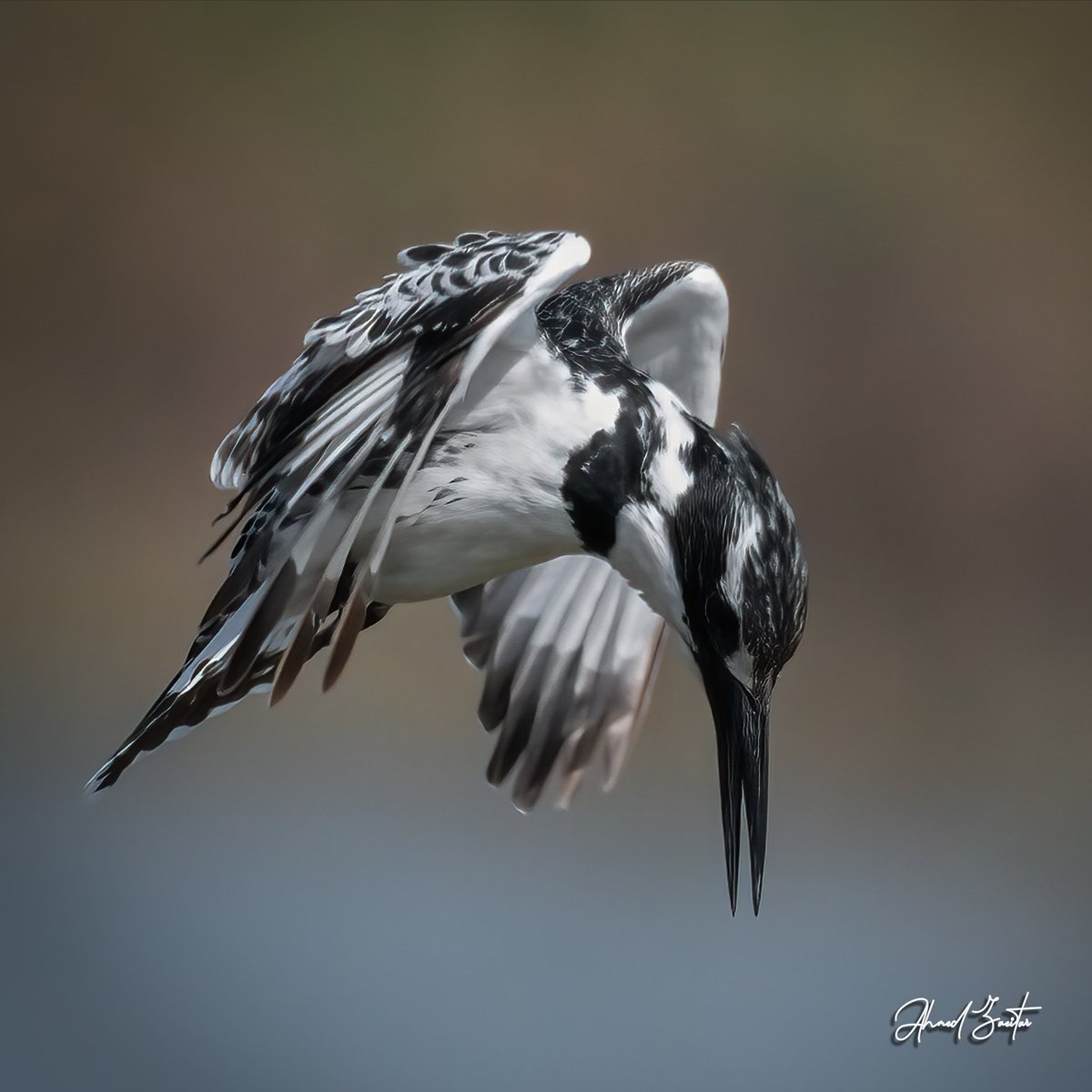 Focus
Pied Kingfisher

#ahmedzaeitar 
#ahmedzaeitarphotography
#photography 
#nature 
#travel 
#best_birds_photography 
#best_birds_of_world
#wildlifeonearth
#wildlifeplanet
#earthcapture
#exclusive_wildlife
#wildlifephotos
#wildplanet
#wildphoto
#wildlifeaddicts
#wildlife_shots