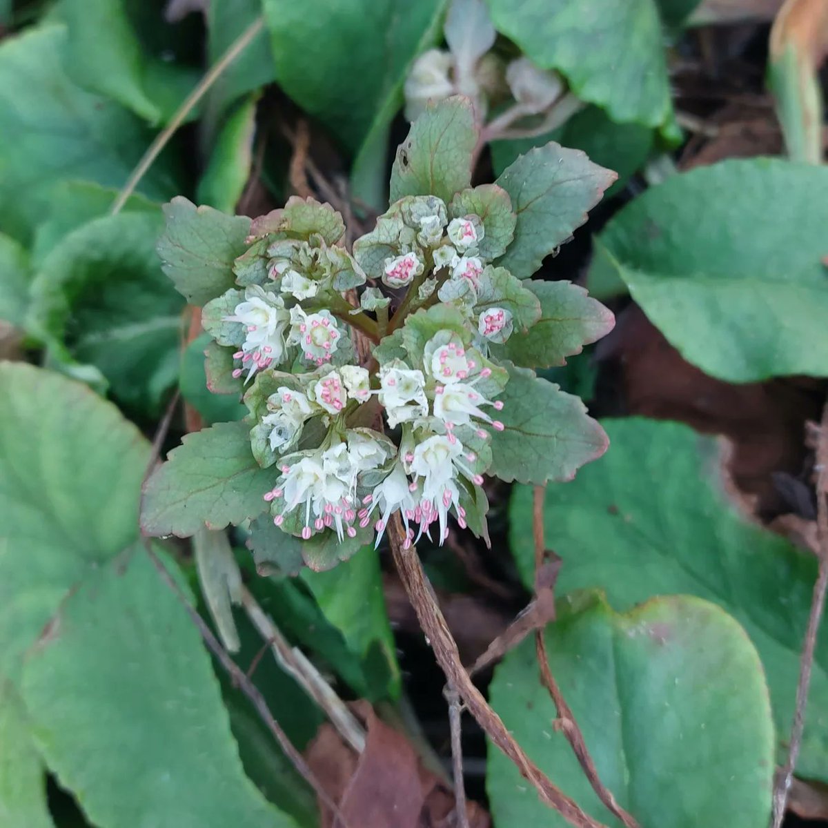 PlantPref's tweet photo. Chrysosplenium macrophyllum is among the plants I'm taking to @FullersMill snowdrop opening today.

1st photo is the normal clone, 2nd has narrower leaves that are more red.

#chrysosplenium #chrysospleniummacrophyllum #winterflowers #wintergarden #peatfree #plantsforsale https://t.co/jet2ciYqfN