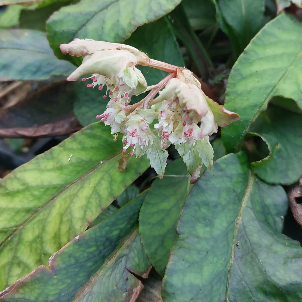 PlantPref's tweet photo. Chrysosplenium macrophyllum is among the plants I'm taking to @FullersMill snowdrop opening today.

1st photo is the normal clone, 2nd has narrower leaves that are more red.

#chrysosplenium #chrysospleniummacrophyllum #winterflowers #wintergarden #peatfree #plantsforsale https://t.co/jet2ciYqfN