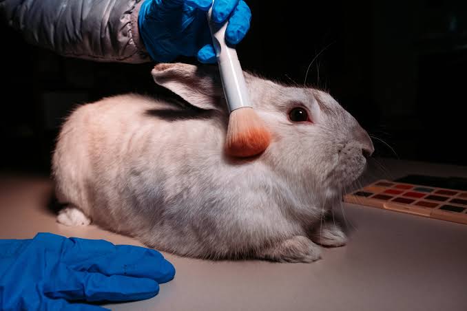 8+ years later, Canada may join over 40 countries to ban animal testing of cosmetics! Yay!! google.com/amp/s/www.theg… 
#cosmeticsnews #beauty #AnimalCruelty #animaltesting #cosmetictesting