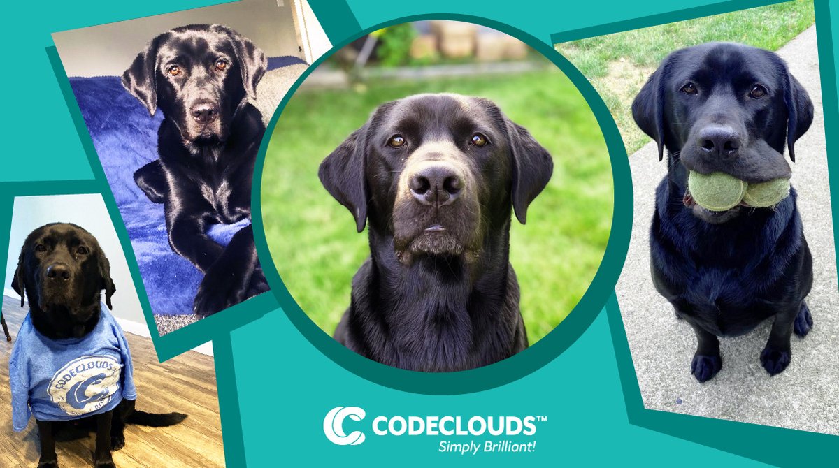 codeclouds's tweet photo. It's the Friday fluff, and this furry companion of Spencer Leatherman, our account manager from the US, has been winning all hearts!
#PetsOfCodeClouds #WoofWoof #FridayFluff #CodeClouds https://t.co/ZN8USVvNsV