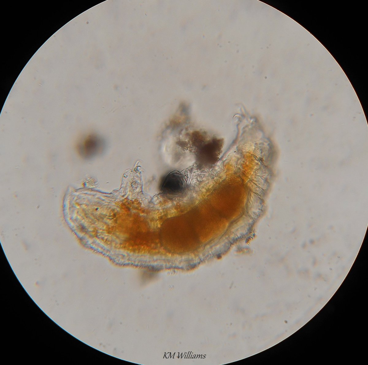 SeaSpongeCake's tweet photo. Little orange tardigrade with three large eggs 🥰

#Tardigrade #WaterBear #MossPiglet #Microscope 🔬 https://t.co/dlrJGksw7D