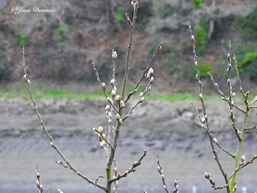 JeanDornac's tweet photo. Le printemps approche, les chatons sortent partout où ils peuvent… #printemps #approche #chatons #peuvent #rive #léguer #Lannion #CôteArmor #Bretagne #France https://t.co/ctFQKgSLbV