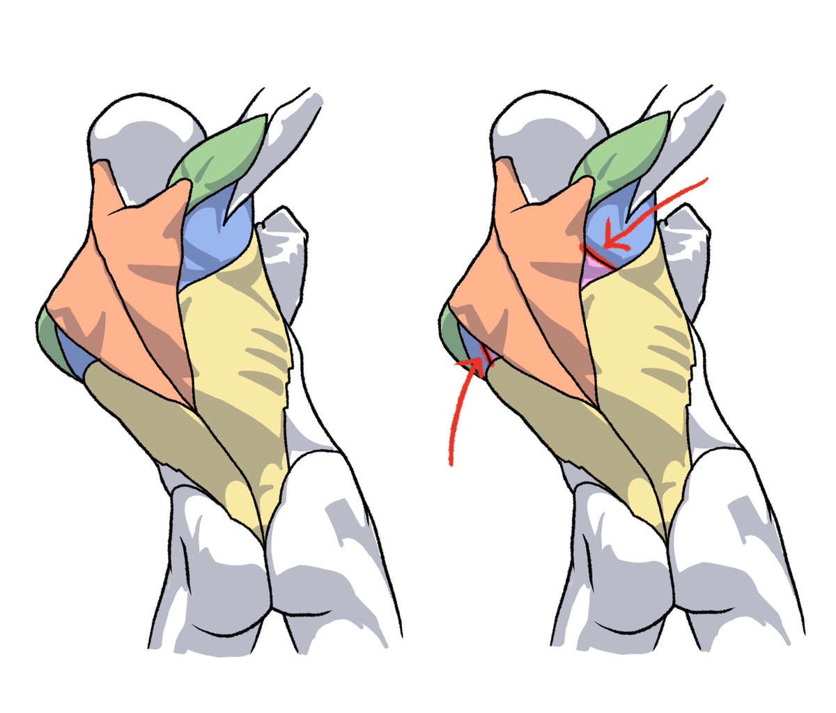 「背中の筋肉をまとめて捉える時に、矢印で示した線(肩甲骨の内側縁)を一本追加すると」|伊豆の美術解剖学者のイラスト