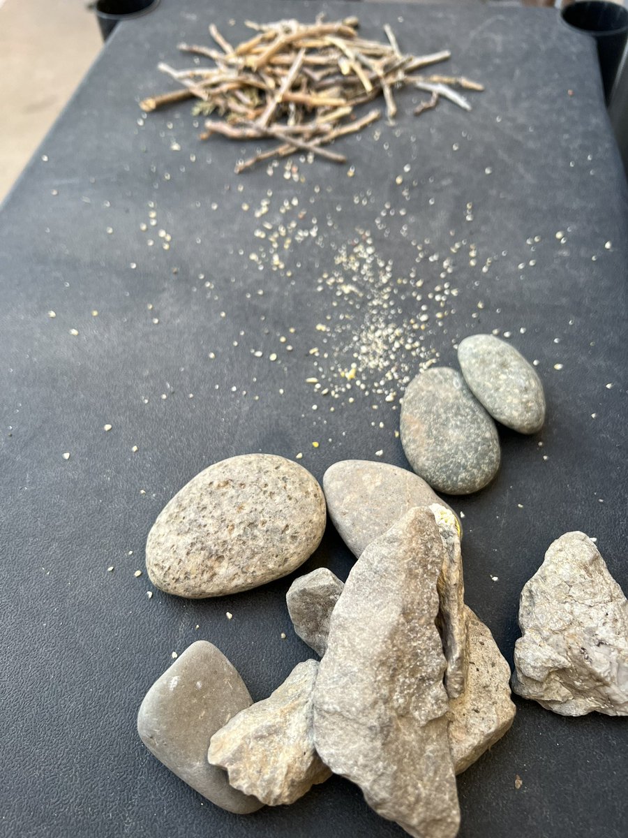 FishBowlFamily's tweet photo. 🪵Another day of collecting. 🪨🪺
#collecting #sticks #forbirds #topaint https://t.co/9bWTSDSXf2