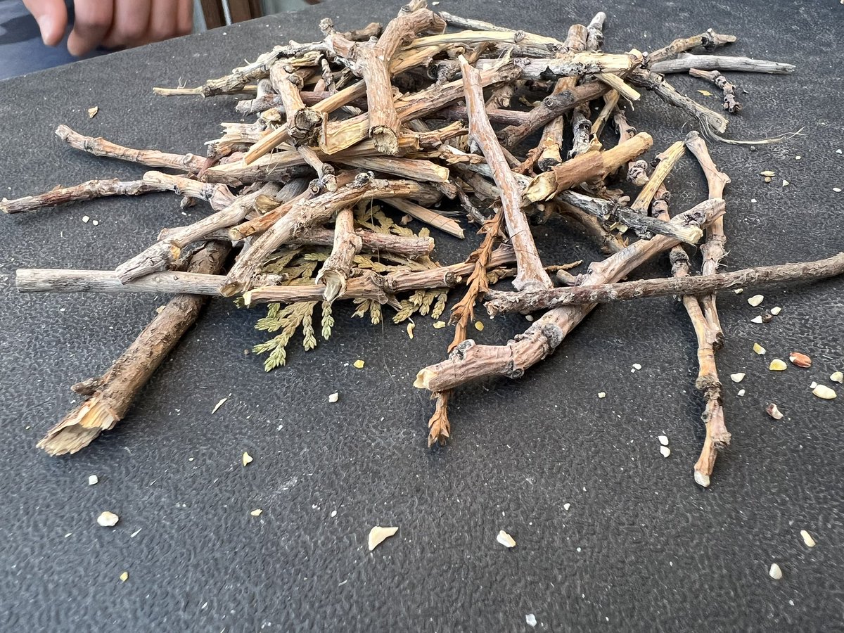 FishBowlFamily's tweet photo. 🪵Another day of collecting. 🪨🪺
#collecting #sticks #forbirds #topaint https://t.co/9bWTSDSXf2
