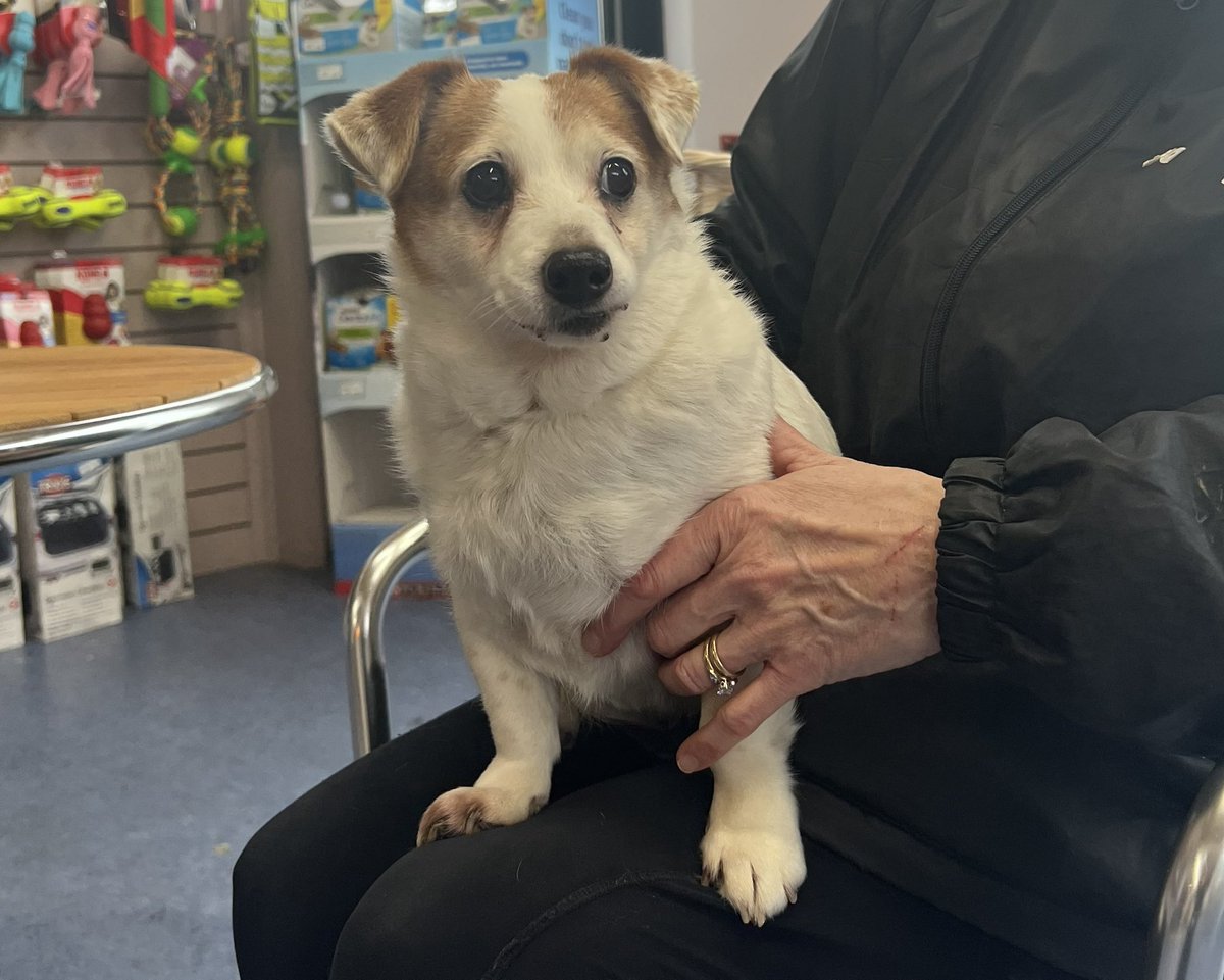 HELP - Do you know me?

This sweet older lady came into the shelter on the 26th of January as an stray from Tyrrelstown, Dublin 15. No microchip &amp; recently had a dental.Perhaps she belongs to an older person who does not use social media and desperately misses her. #Dog #help 🙏🏼