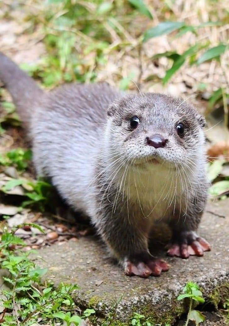 Animals Pics (@animalspics69) on Twitter photo 