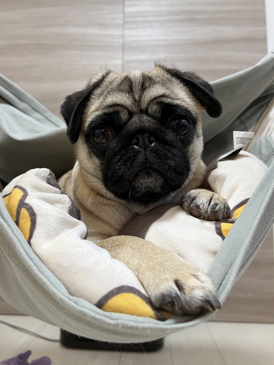 Pug_Gu's tweet photo. ハンモックが好きなパグのグーちゃん✊ https://t.co/nsc9KYRBEJ