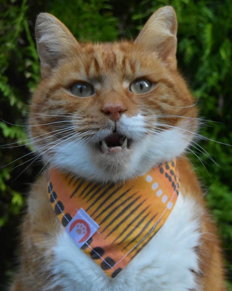 TommyTheGinger1's tweet photo. Yay it’s Friday #CatsOfTwitter #TABBYCATPAWS #tabbytroop #catsteeth #catsofinstagram #ukcat https://t.co/H61usokfNG
