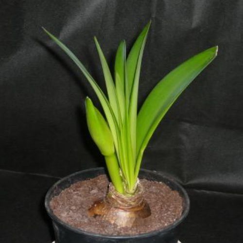 BeejwalaIndia's tweet photo. Buy Amaryllis Lily Mix Color Flower Bulbs Pack
https://t.co/4N5KUlfJo8

🎁 SPECIAL OFFER: Up to 90% off  
👉 Check Now: https://t.co/qkdEnDEzlA
📦 Dispatch in 1 - 2 Days
#beejwala #Amaryllis_Lily #Flower_Bulb #garden #gardening https://t.co/EfOn3PnkSc