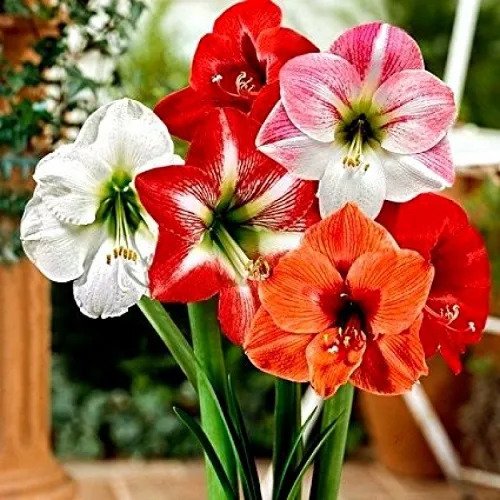 BeejwalaIndia's tweet photo. Buy Amaryllis Lily Mix Color Flower Bulbs Pack
https://t.co/4N5KUlfJo8

🎁 SPECIAL OFFER: Up to 90% off  
👉 Check Now: https://t.co/qkdEnDEzlA
📦 Dispatch in 1 - 2 Days
#beejwala #Amaryllis_Lily #Flower_Bulb #garden #gardening https://t.co/EfOn3PnkSc