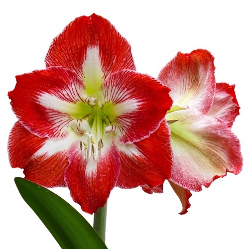 BeejwalaIndia's tweet photo. Buy Amaryllis Lily Mix Color Flower Bulbs Pack
https://t.co/4N5KUlfJo8

🎁 SPECIAL OFFER: Up to 90% off  
👉 Check Now: https://t.co/qkdEnDEzlA
📦 Dispatch in 1 - 2 Days
#beejwala #Amaryllis_Lily #Flower_Bulb #garden #gardening https://t.co/EfOn3PnkSc