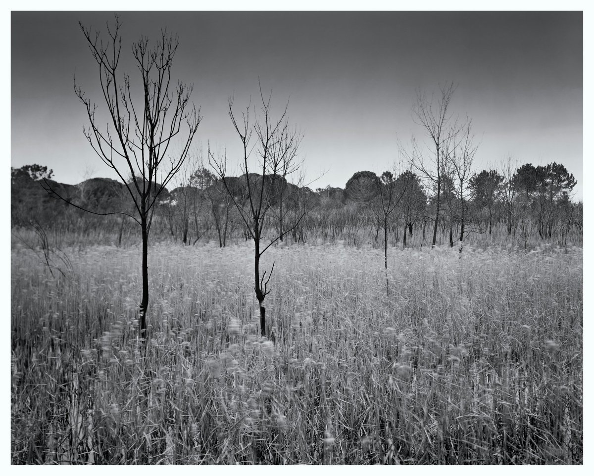 esco0929's tweet photo. @ILFORDPhoto No, sorry, this was Feb
Here's jan

Toyo 810M
27 sec expo
12" B&amp;L Series VIIa Protar at f45 
Yellow filter and ND grad
FP4+ in Pyrocat HD https://t.co/hrkkfjPjBC