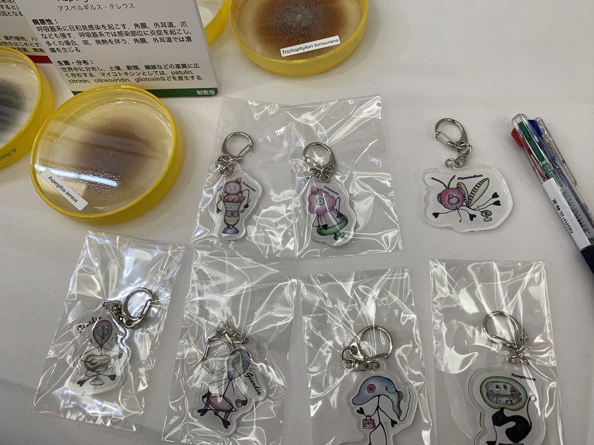 nbrp_info's tweet photo. 臨床微生物学会ご参加のみなさん。ナショナルバイオリソースNBRPのブースにきてアンケートに答えていただくと原虫キーホルダー(激レア)をプレゼントします！Pasmodium、Entamoeba、トリパノソーマ、企画者のイチオシはdiardiaです！#微生物学会34  ＃臨床微生物学会 https://t.co/n7akAxUKPl