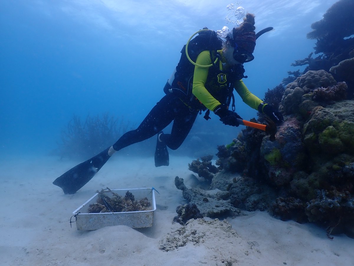 Our new paper shows tourism led out-planting activity can significantly increase hard coral cover at select #GreatBarrierReef sites! Huge thank you to tourism partners: @PassionsReef, @WavelengthReef, Ocean Freedom, @sailawayaristos and Great Adventures doi.org/10.1016/j.bioc…
