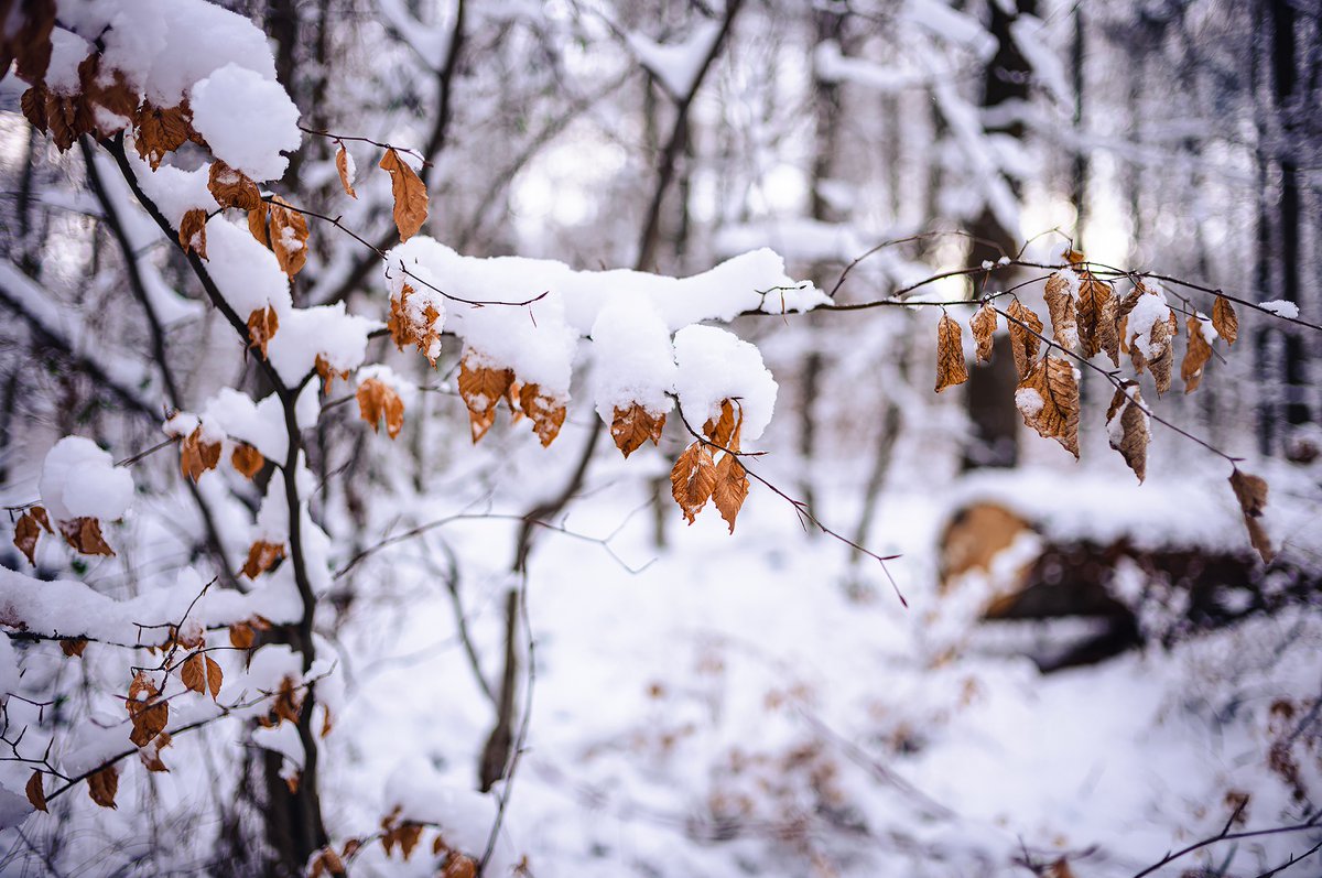 #Snow-covered leaves | #Flickr: kurz.co/h2

🗓 01-2023 | 📷 #LeicaM11 | ⚪️ #SummiluxM #35mm | #SummiluxM35mmFLEII #Leica #LeicaM #LeicaCamera #ライカ #photo #photography #madeinwetzlar #Summilux #FLE2 #bokehlicious #玉ボケ #depthoffield
