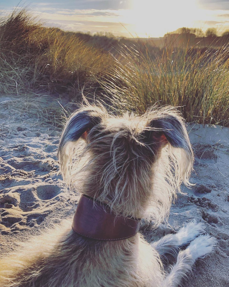 “Shall we sit here til the sun sets?” Asked the man. “If you like” said the dog...

So they sat for a while, just watching the sky and listening to the sea. 

While they sat, the darkness in the world was hidden by the sun and the noise of the world was drowned out by the waves.