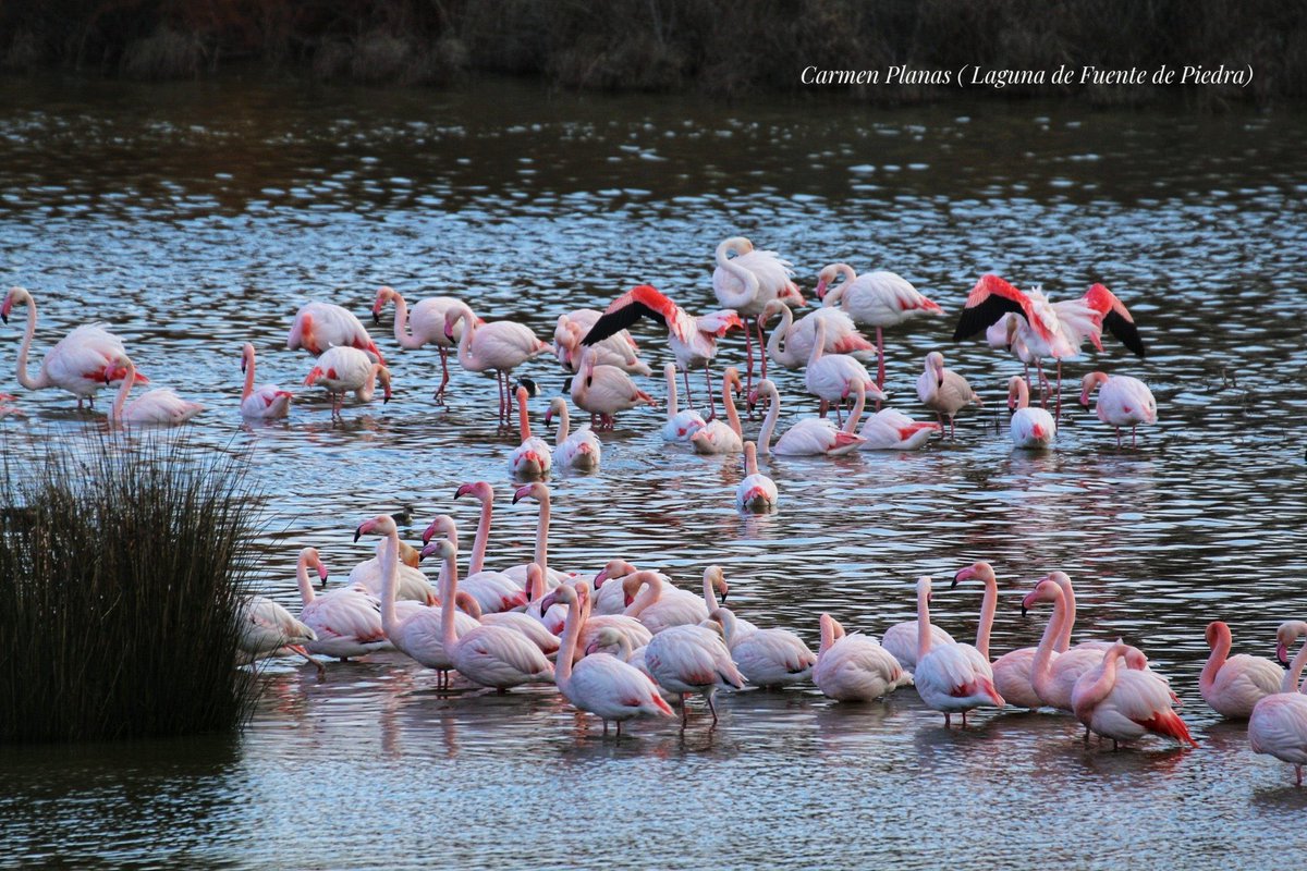 Malagaconacento's tweet image. ¡¡ #Buenosdias ☀️ y #FelizViernes desde #FuentedePiedra #Málaga 💜💚 !!!  
Foto @Manme63 

📍 Laguna Fuente de Piedra 

Hoy #3Feb … ¡ «Por San Blas la cigüeña 🦩 verás, y si no la vieres: año de nieves» !! 

#malagaconacento #vivirenmlg #spain #cute