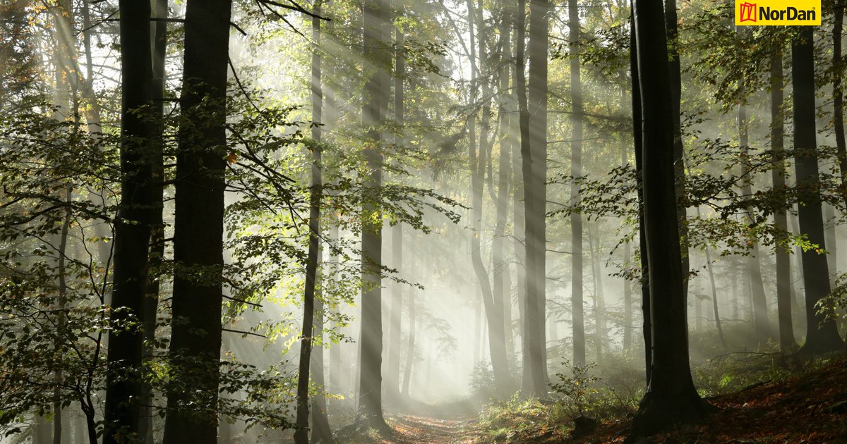 NorDanUK's tweet image. Why are NorDan windows and doors the perfect choice for your project?

Is it because of their excellent energy efficiency, 60+ year life expectancy, or unique Scandinavian design?

Read our latest blog for more: nordan.co.uk/explore/blog/w…

#nordan #timberwindows #scandinaviandesign