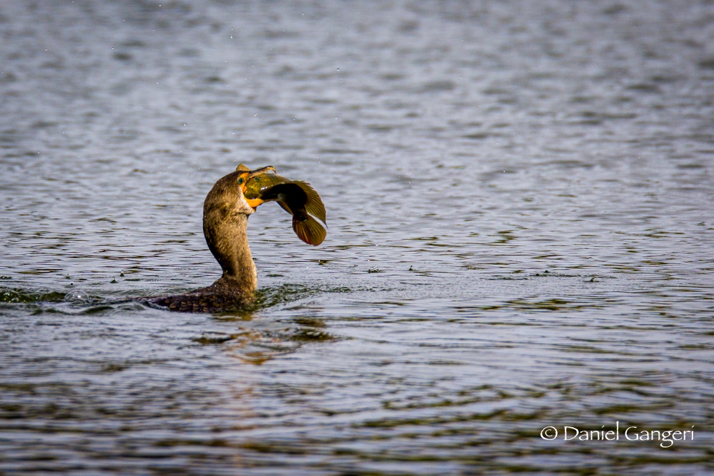 The End is Near!! ⁠ ⁠ It was pretty impressive to watch the anhinga work this very large fish around and finally start swallowing it. The amount the bird's mouth and neck can expand is just crazy!!⁠ #birdphotography #birdphotos #floridabirds #wildlifephotography