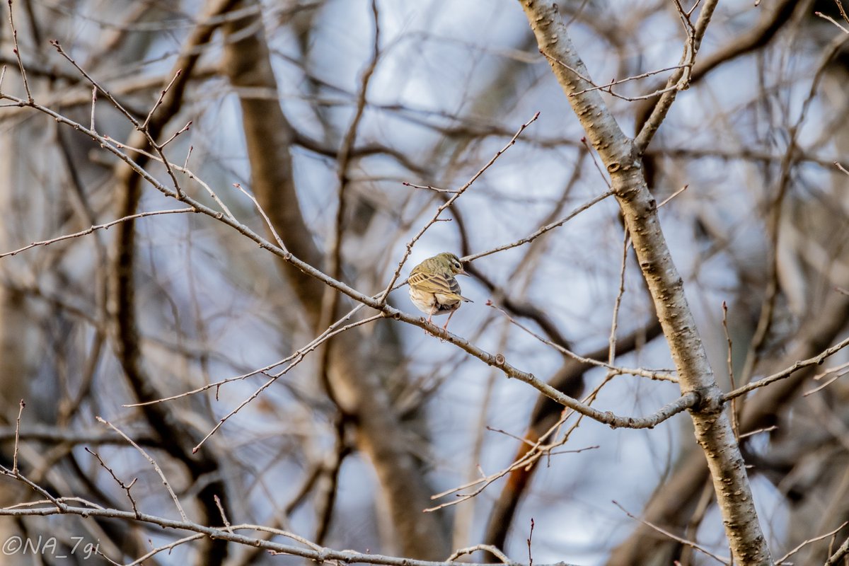 NA_7gi's tweet photo. ビンズイ　
Olive-backed Pipit

初めて見ました！ビンズイ！
かなり遠くても、一目で君とわかったよ！
謎の存在感があったズイ！
#過去pic　#tb　#tbt
#写真　#photography 
#風景　#landscape
#自然　#nature
#野鳥　#bird 
#ビンズイ　#Pipit
#富士フイルム　#fujifilm
#velvia
#ぜひ横画面で📱⤵︎ https://t.co/pyBW5G4Qoe