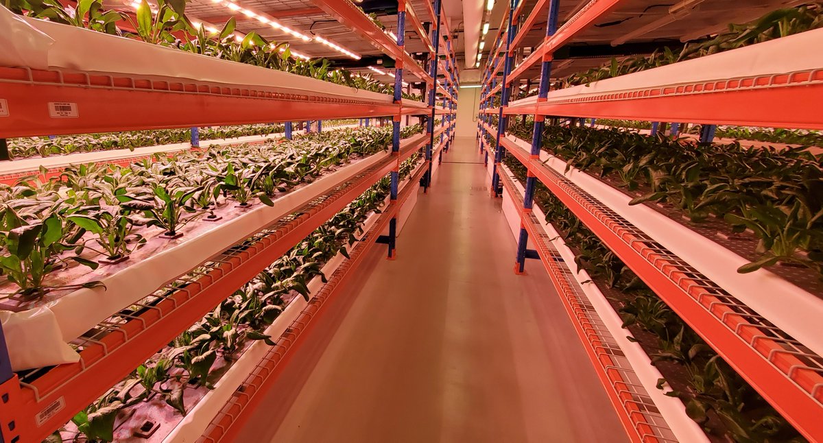 Hey, <a href="/Bustanica_ae/">Bustanica.ae</a> you're looking good! 😍 Learn more: bit.ly/3ckjnCM #ECO #ECO1 #CropOneinDubai #EmiratesxCropOne #CropOne #Emirates #EmiratesFlightCatering #VerticalFarming