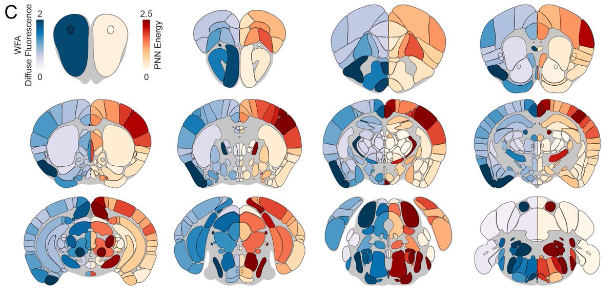 Leonardo Lupori tweet media