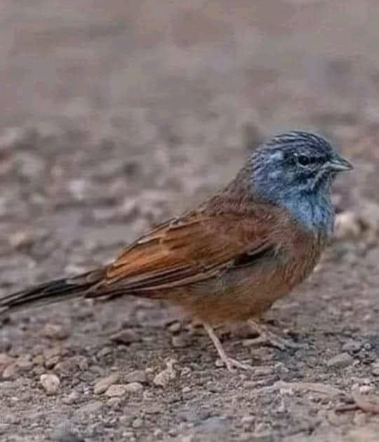 amelbn93's tweet photo. ZaOuiCh 🐦
#Djanit 🇩🇿📸 https://t.co/UetNrJ9FiO