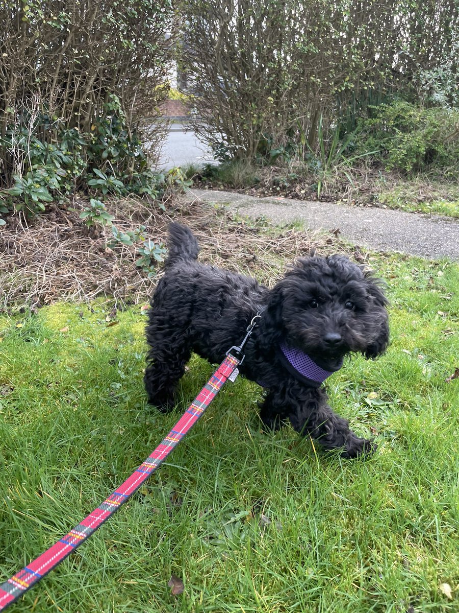 Dash-Hounds Chester tweet media