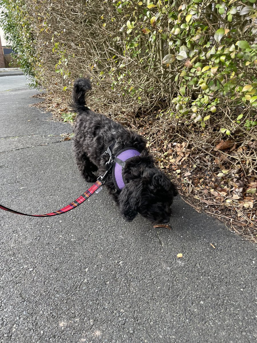 Dash-Hounds Chester tweet media