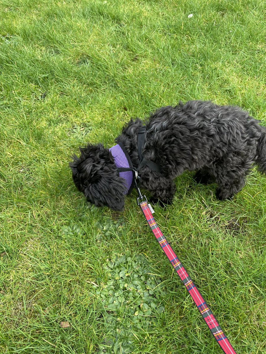 Dash-Hounds Chester tweet media