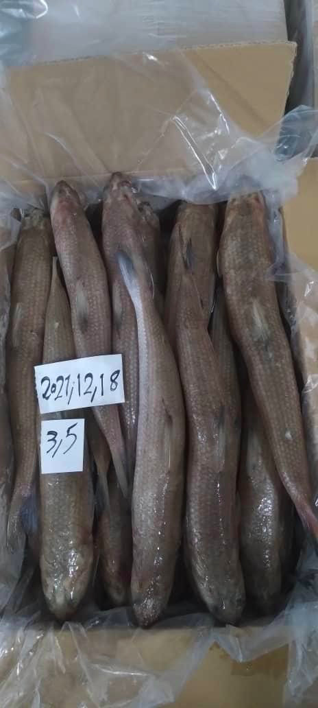 DalatRuby's tweet photo. who can supply Frozen Lizard fish whole round to me size 70-150gr, CFR HCMC port, VietNam,
Pls free contact me at ngoc.bianfishco@gmail.com https://t.co/kTirsX7DqU