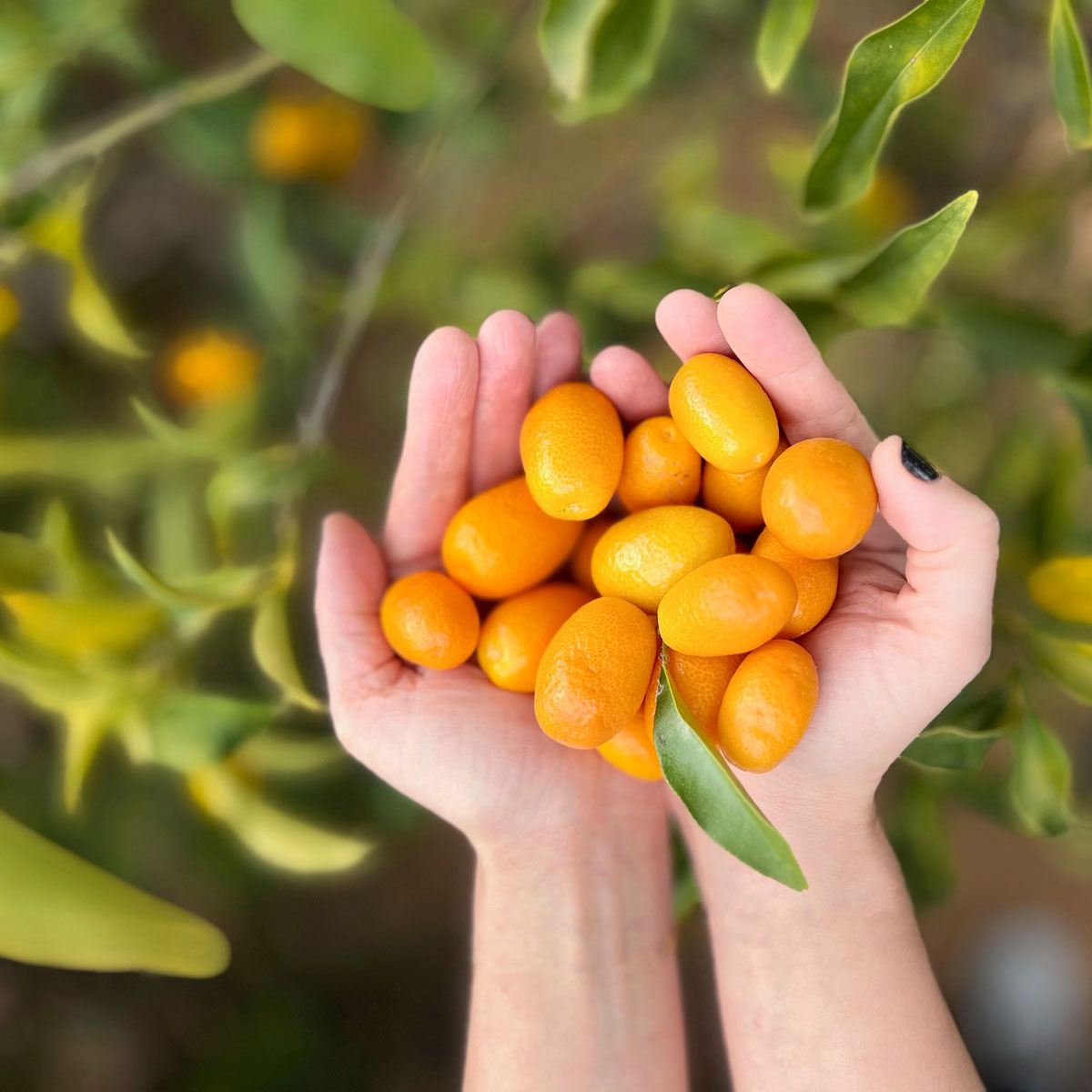 alphatrust tweet media