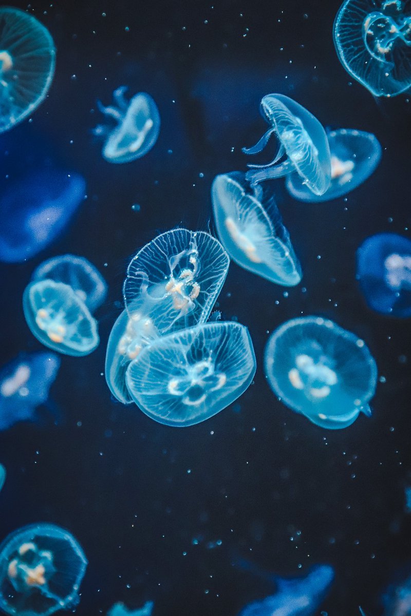 ___phoooto's tweet photo. 海の月を集めて。

#海月 #クラゲ #jellyfish 
#キリトリセカイ 
#写真で伝える私の世界 
#写真好きな人と繋がりたい 
#ファインダー越しの私の世界 https://t.co/wEXsjUnUnI