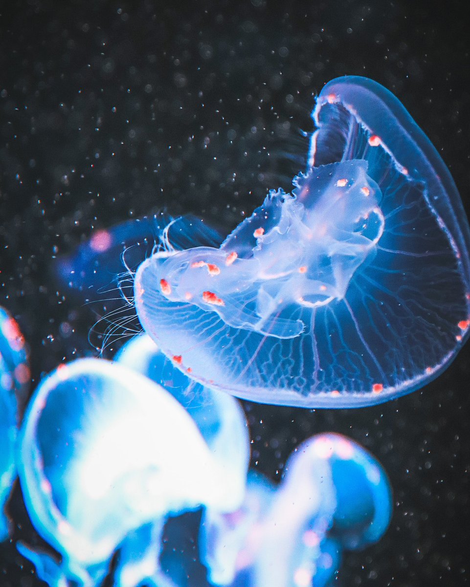 ___phoooto's tweet photo. 海の月を集めて。

#海月 #クラゲ #jellyfish 
#キリトリセカイ 
#写真で伝える私の世界 
#写真好きな人と繋がりたい 
#ファインダー越しの私の世界 https://t.co/wEXsjUnUnI